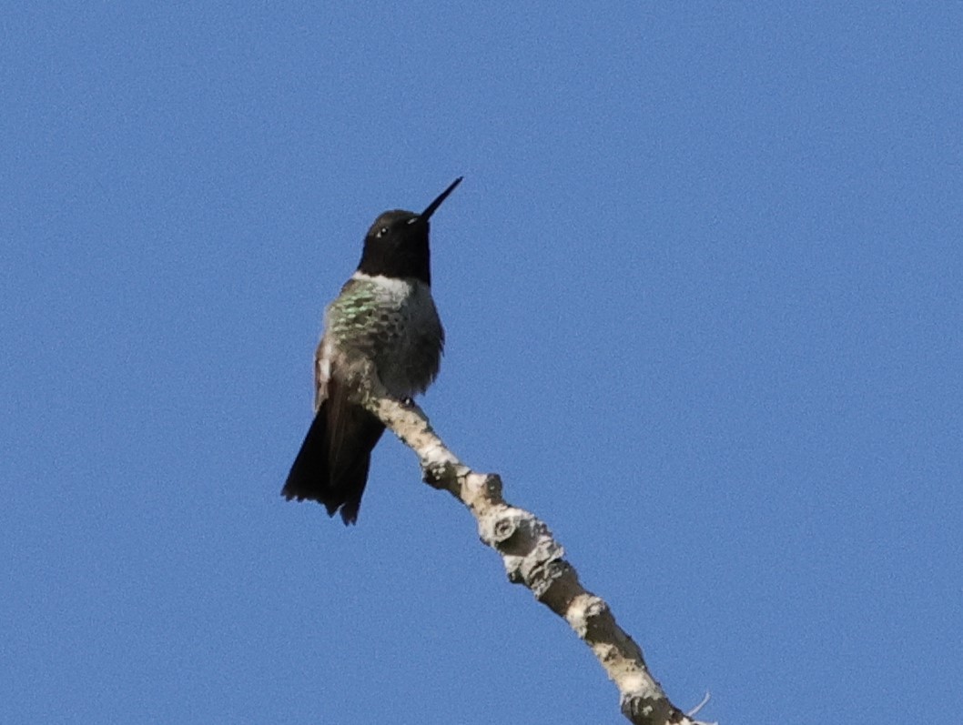 Black-chinned Hummingbird - ML619688258