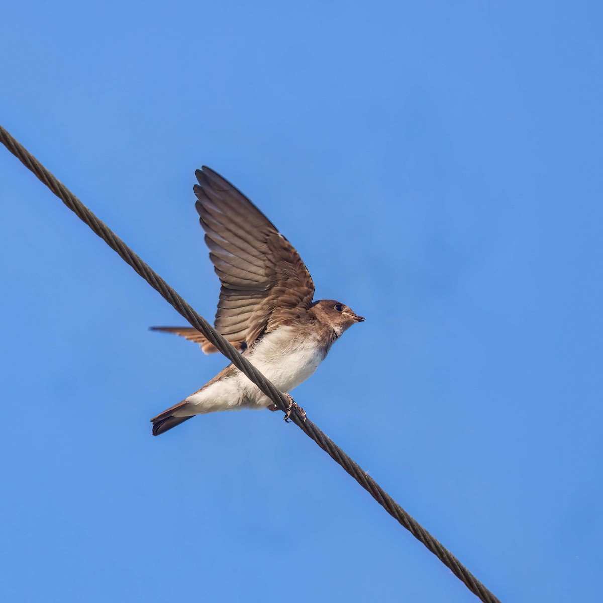 Northern Rough-winged Swallow - ML619688280