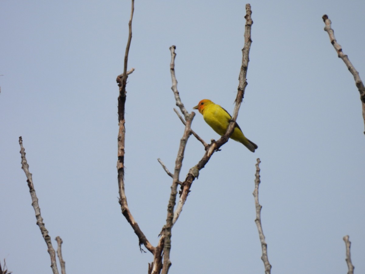 Western Tanager - ML619688284