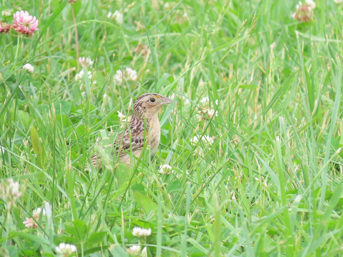 Grasshopper Sparrow - ML619688288