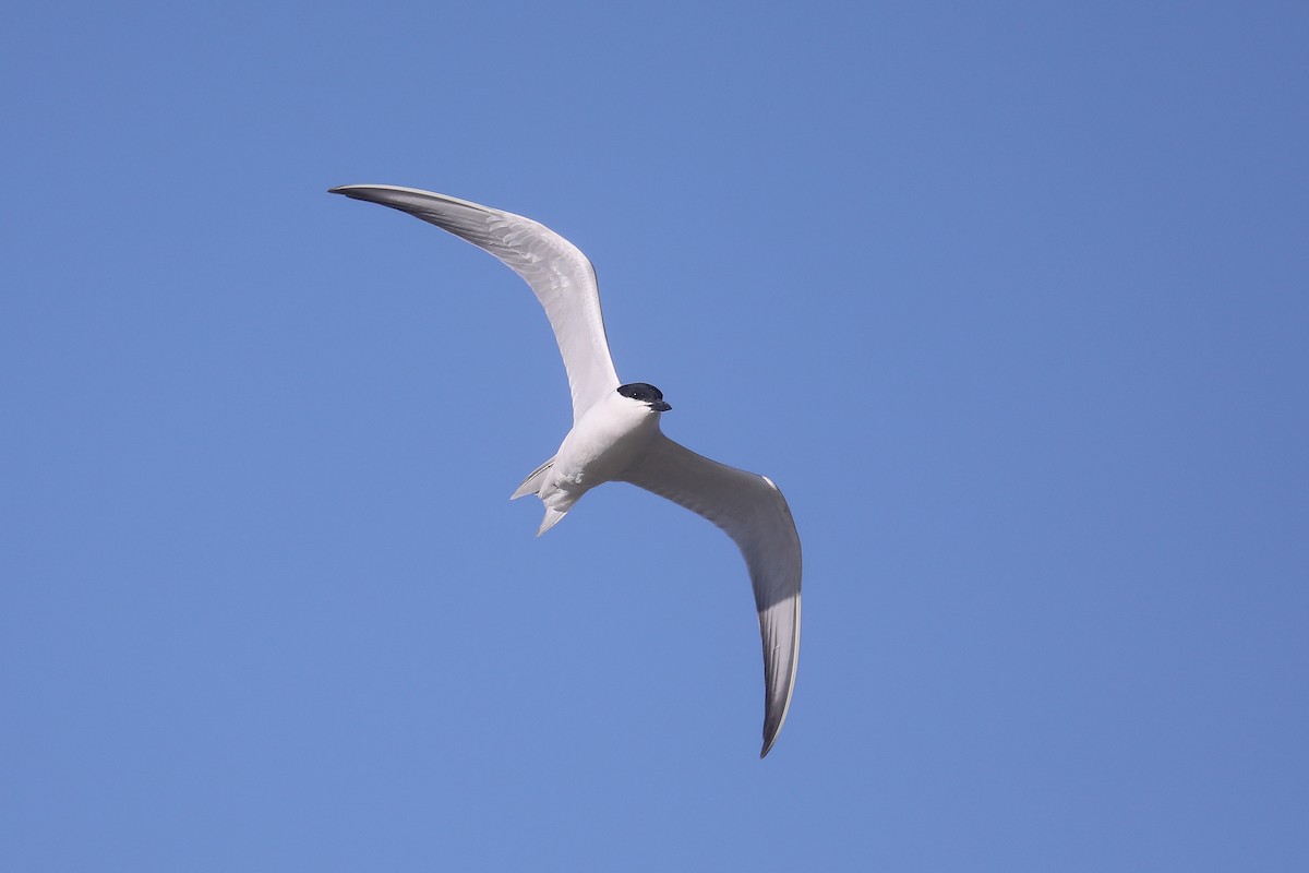 Gull-billed Tern - ML619688321