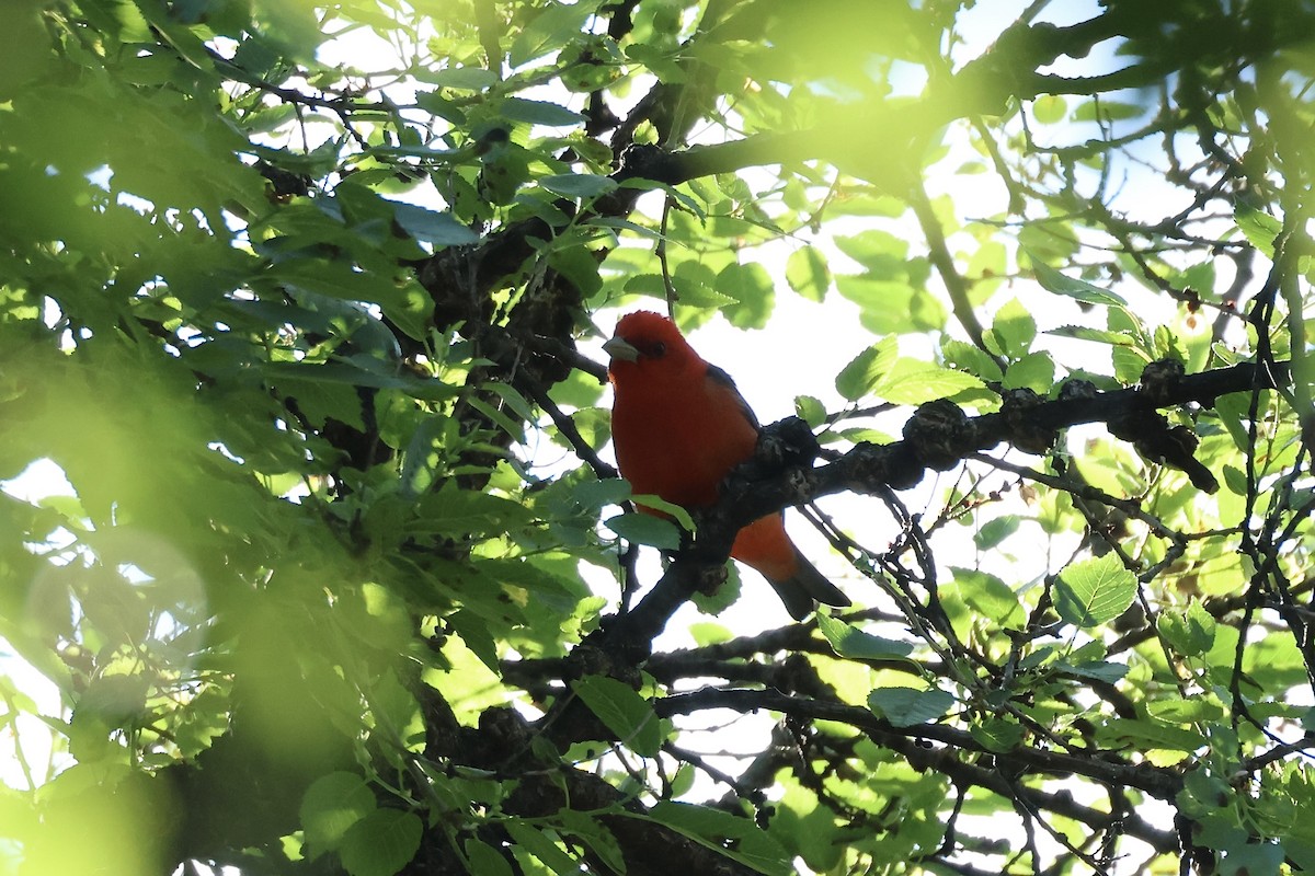 Scarlet Tanager - ML619688335