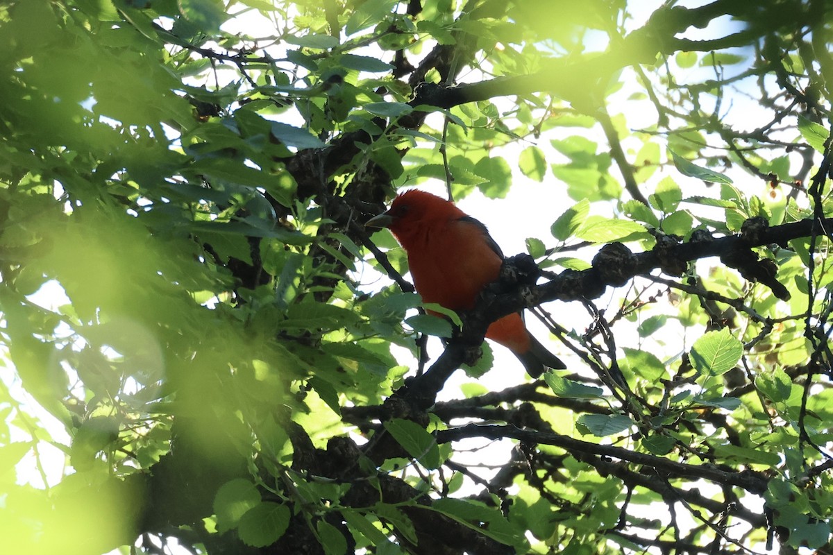 Scarlet Tanager - ML619688336