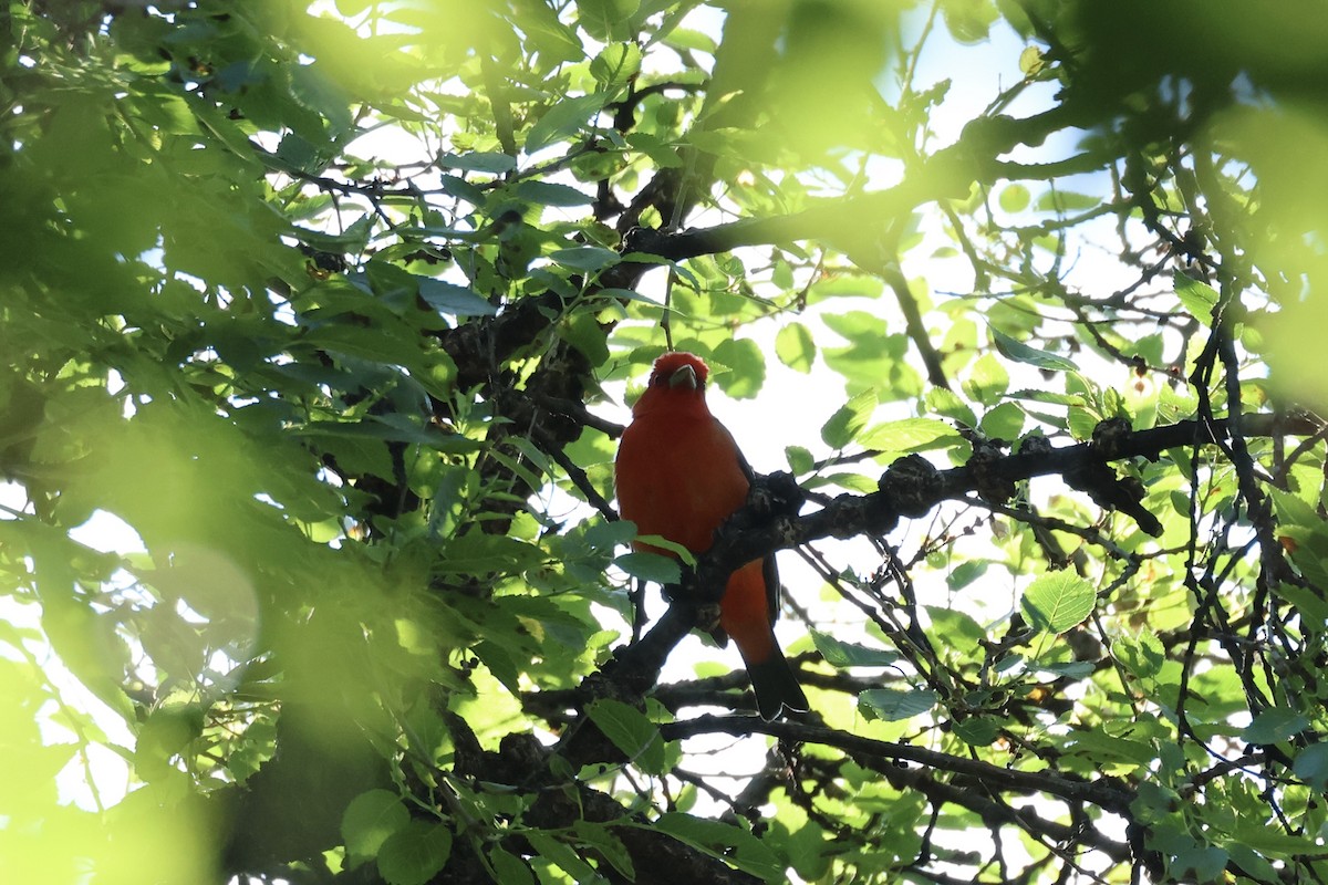 Scarlet Tanager - ML619688337