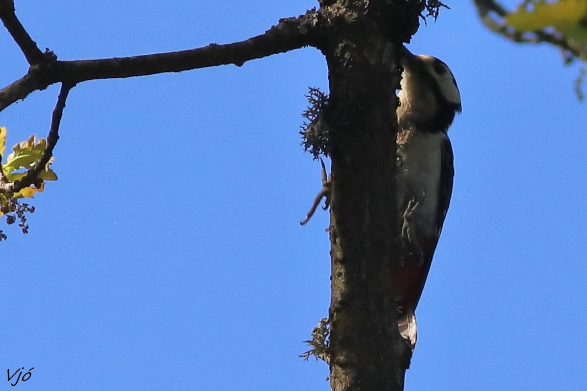 Great Spotted Woodpecker - ML619688348
