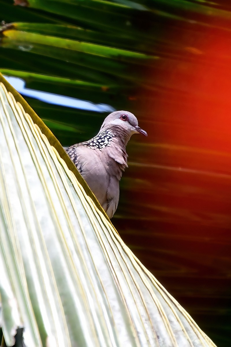 Spotted Dove - ML619688354