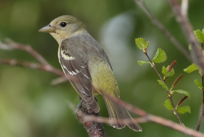 Western Tanager - ML619688367