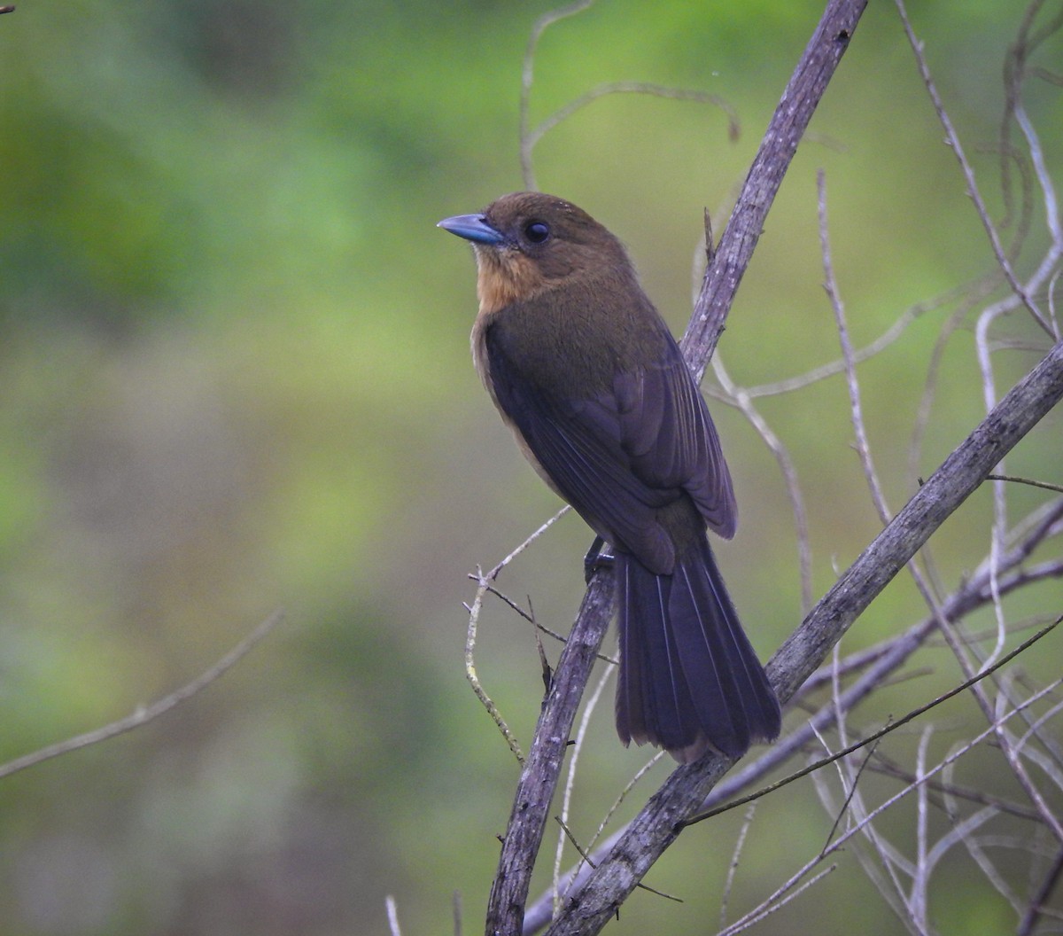 Black-goggled Tanager - ML619688445