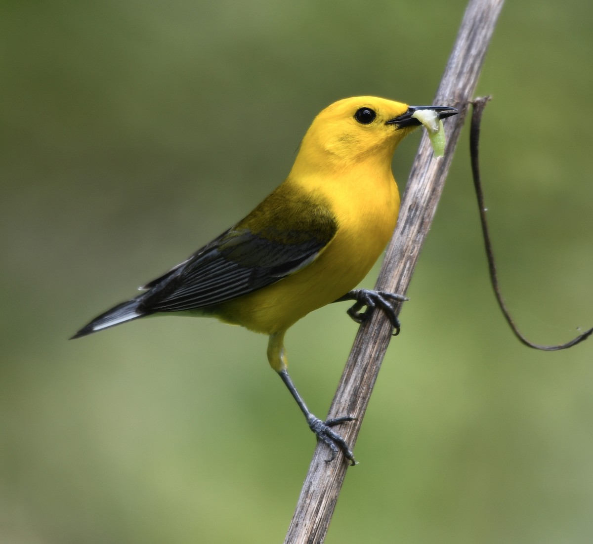 Prothonotary Warbler - ML619688508