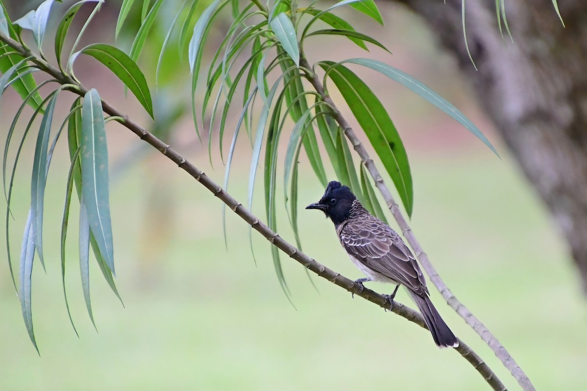 Red-vented Bulbul - ML619688579