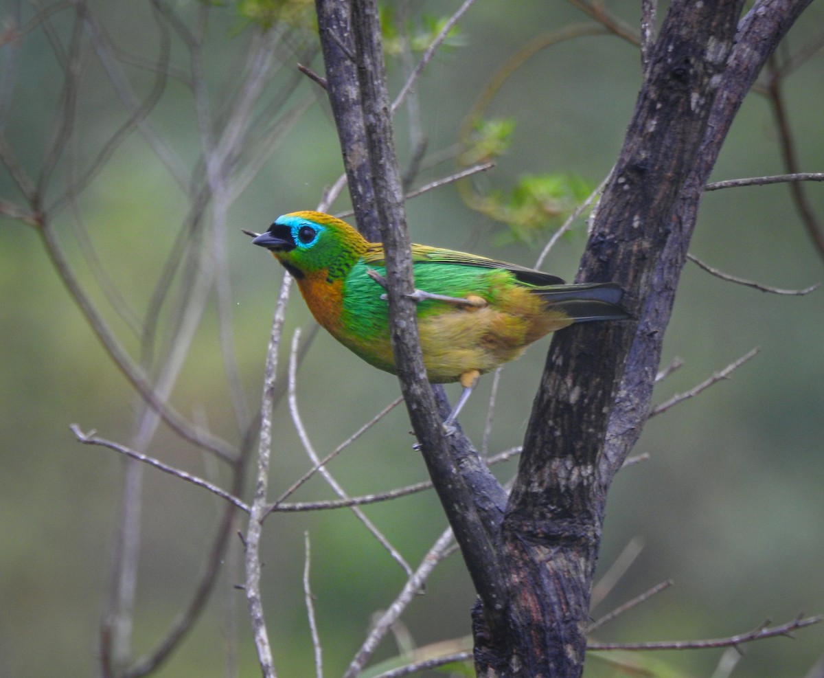 Brassy-breasted Tanager - ML619688617