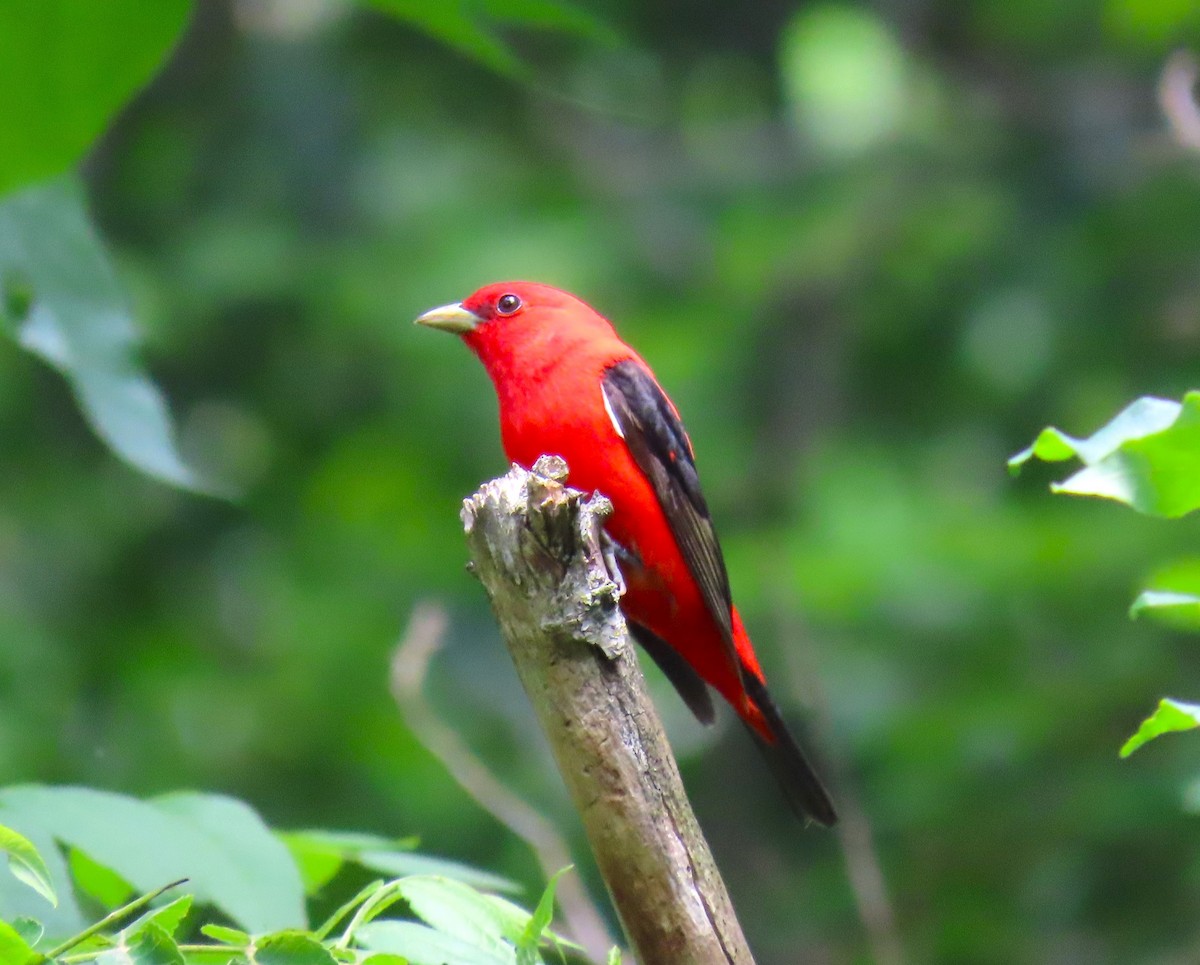 Scarlet Tanager - ML619688669