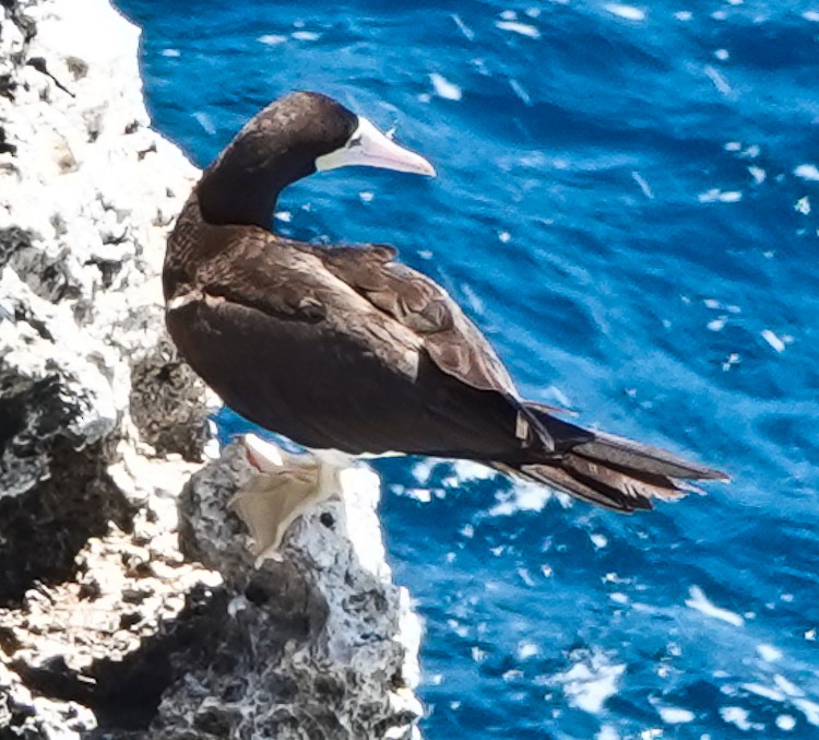 Brown Booby - ML619688675