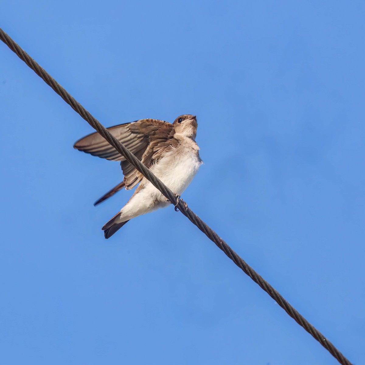 Northern Rough-winged Swallow - ML619688678
