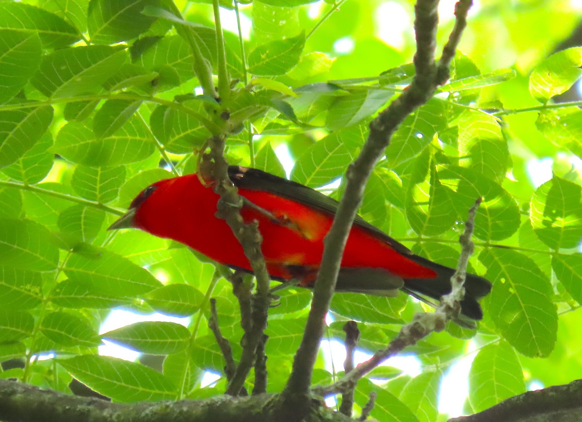 Scarlet Tanager - ML619688680