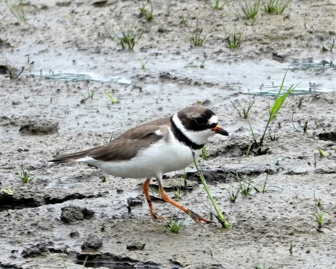 Semipalmated Plover - ML619688800