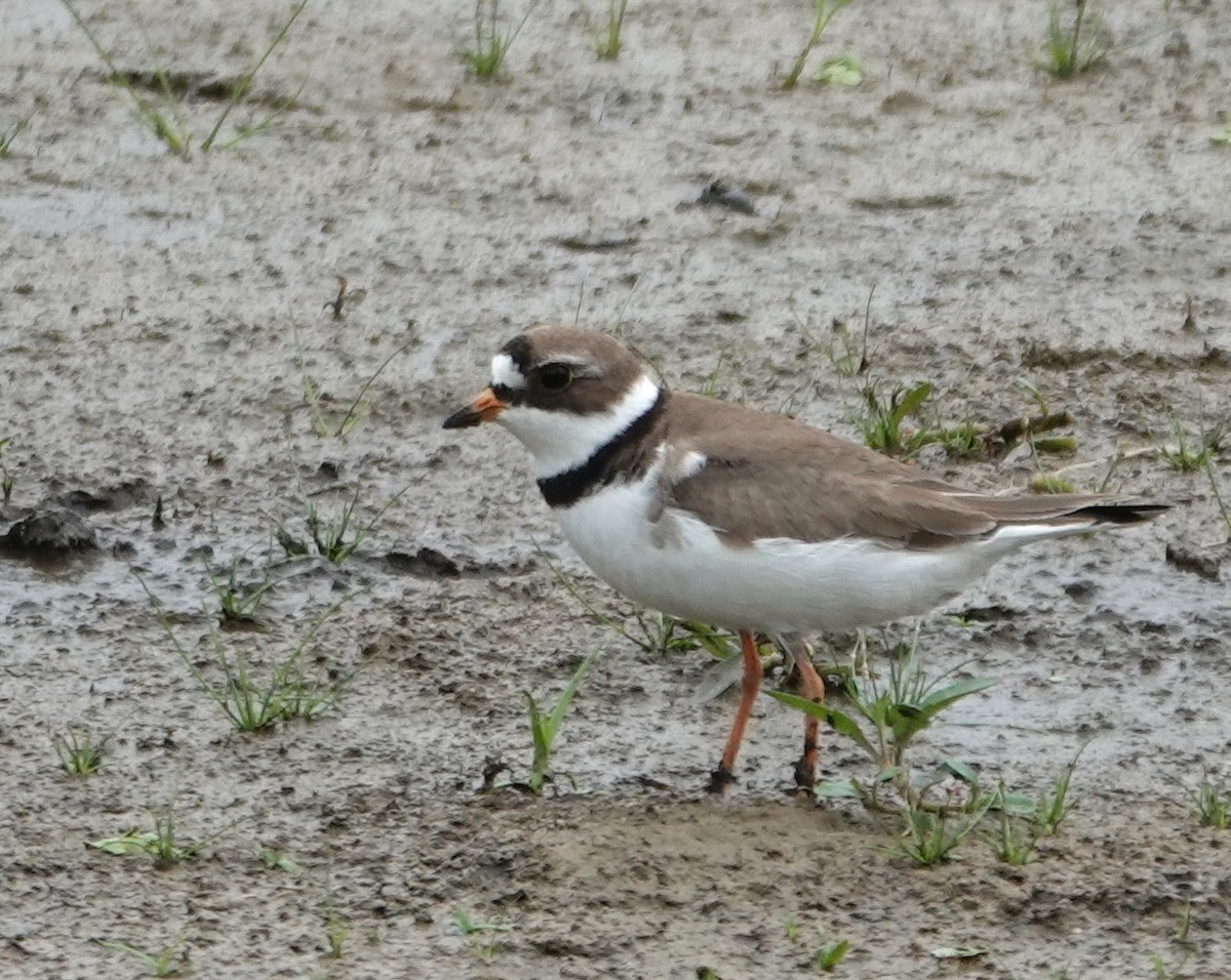 Semipalmated Plover - ML619688801