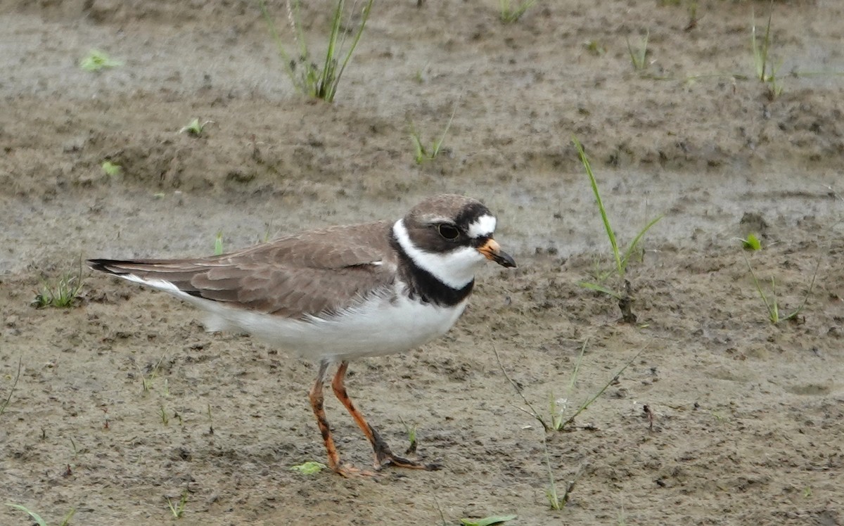 Semipalmated Plover - ML619688802