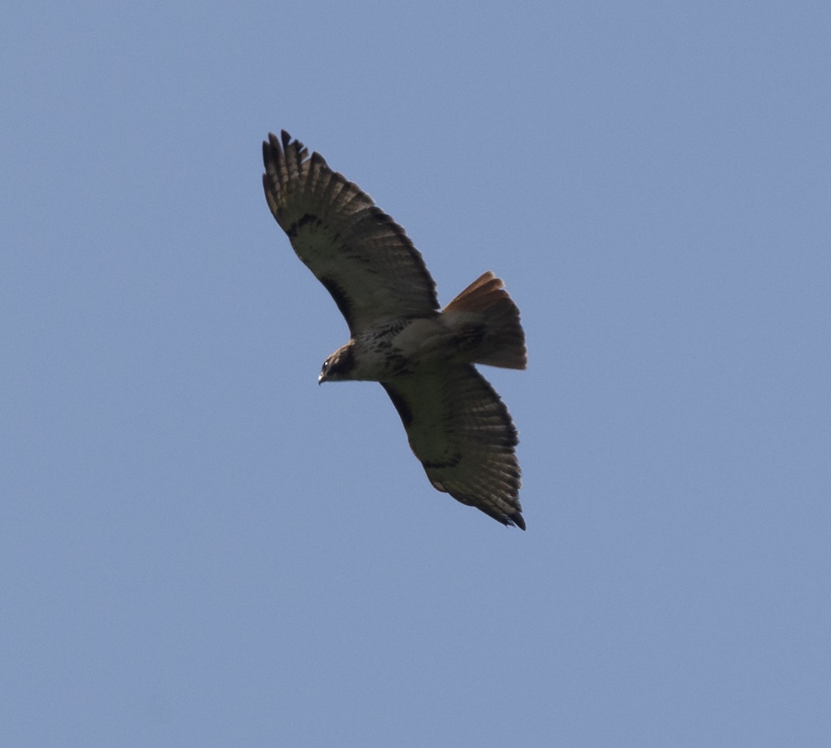 Red-tailed Hawk - ML619688816