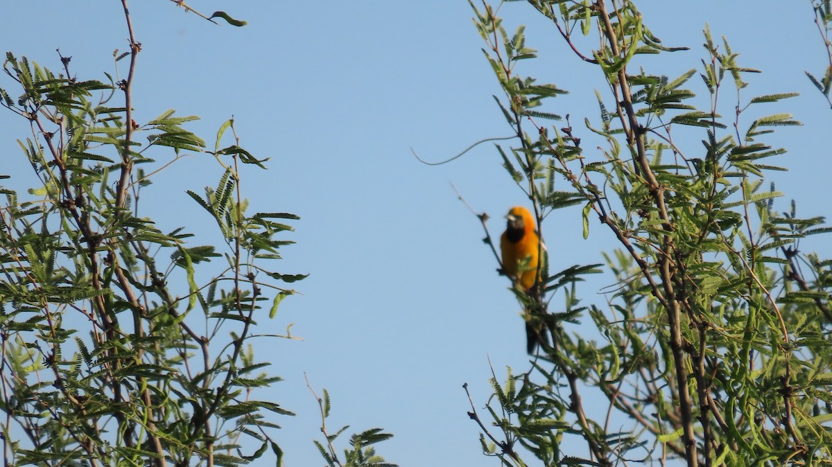 Hooded Oriole (nelsoni Group) - ML619688819