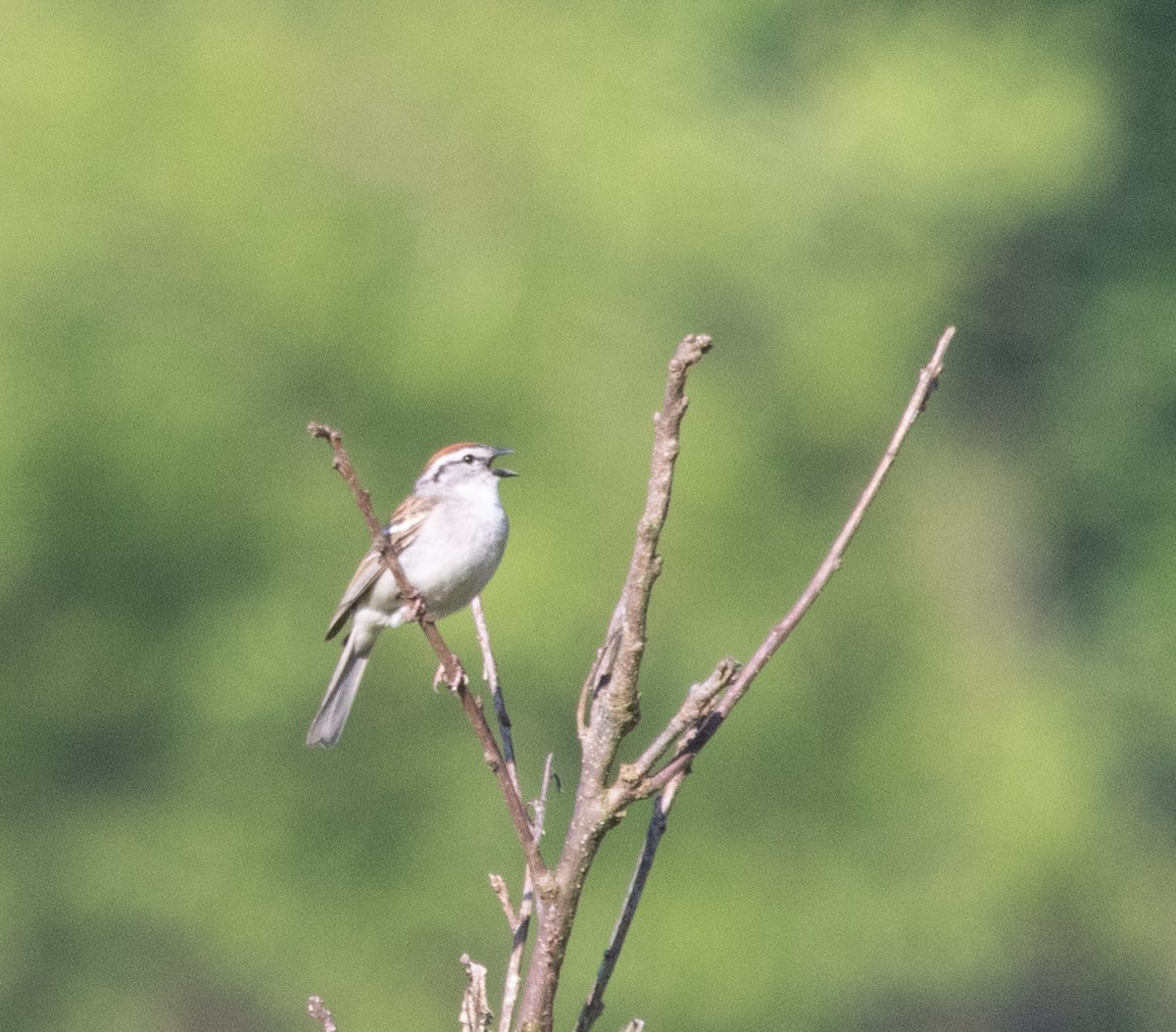 Chipping Sparrow - ML619688946