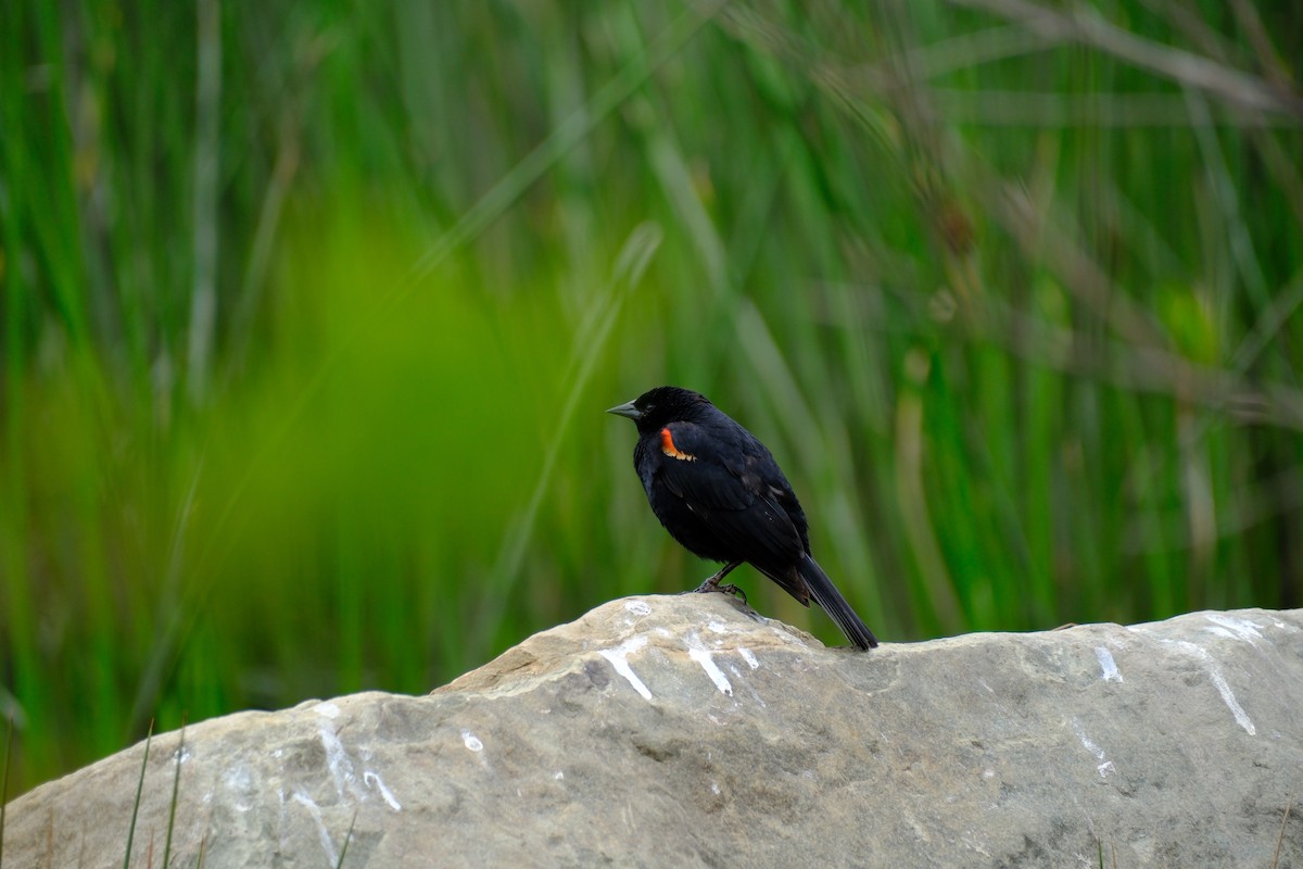 Red-winged Blackbird - ML619688958