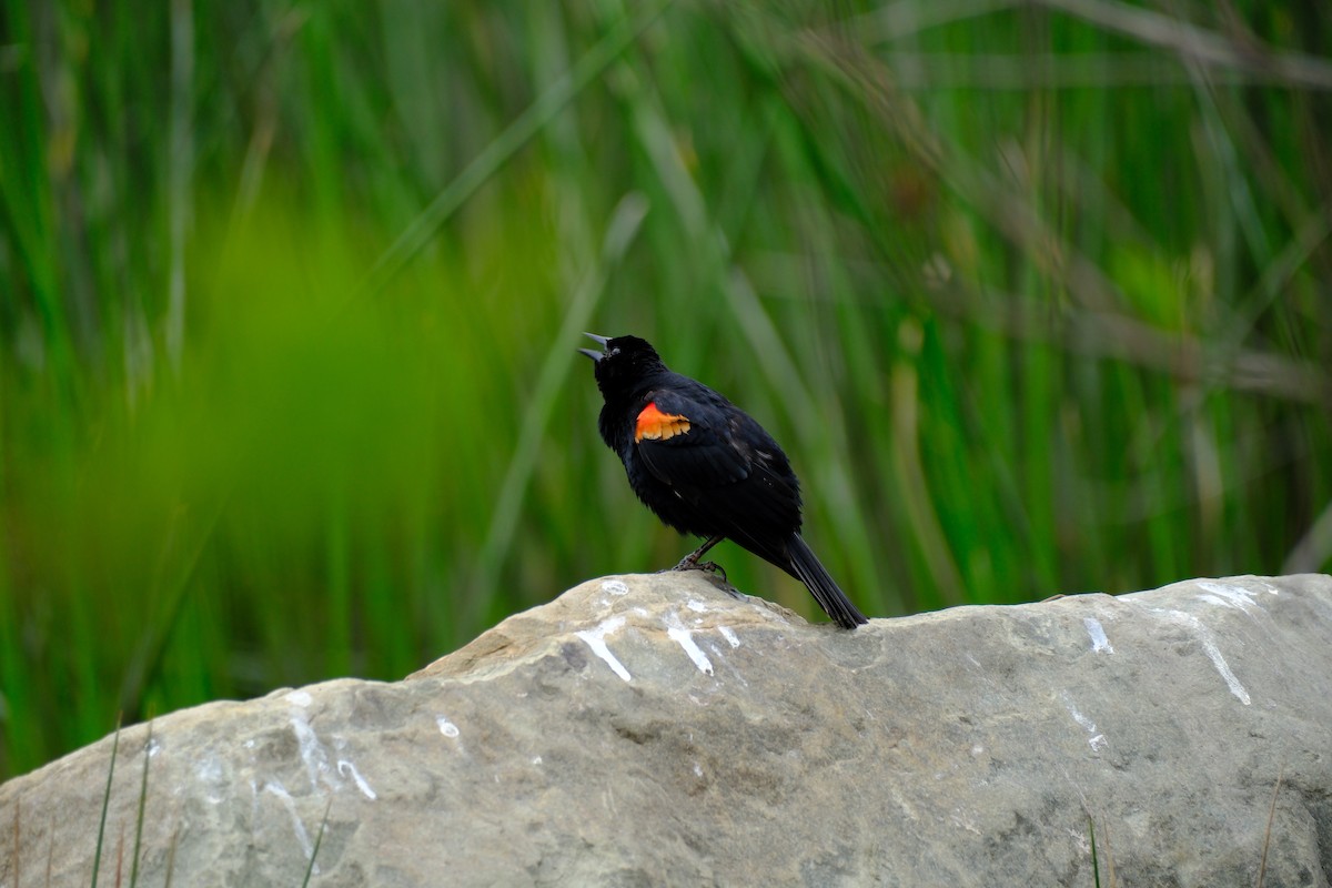 Red-winged Blackbird - ML619688959