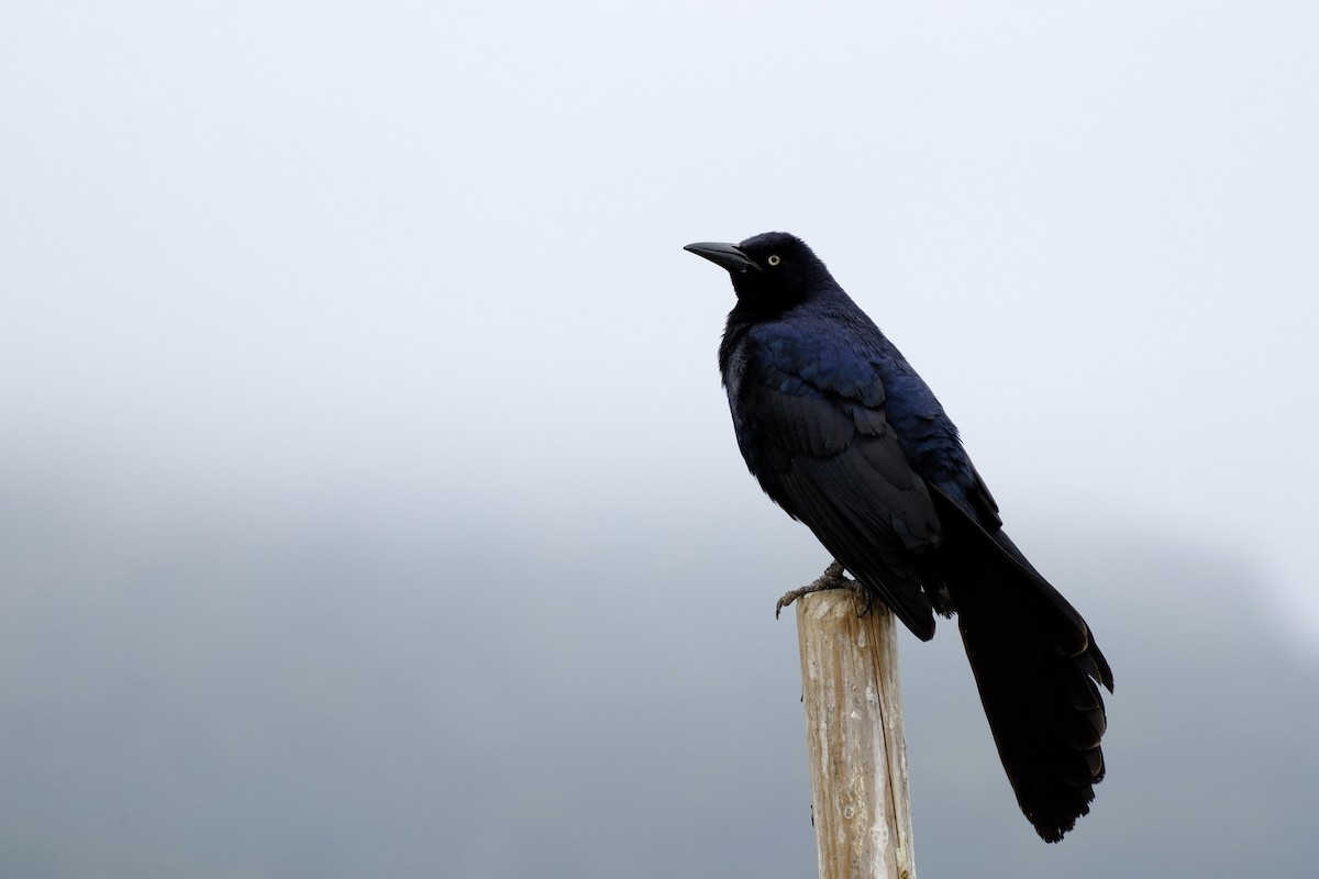 Great-tailed Grackle - ML619688966