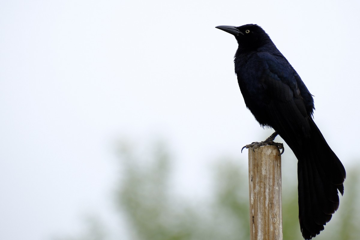 Great-tailed Grackle - ML619688967