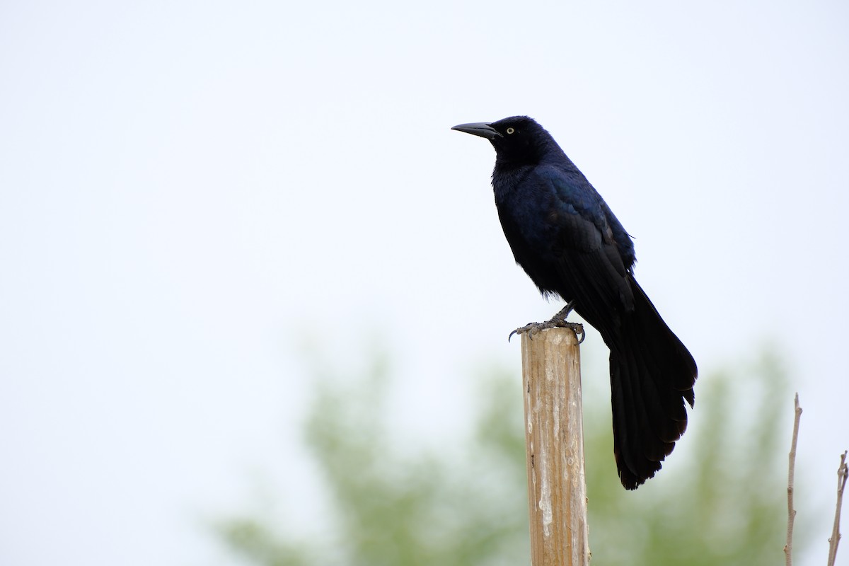 Great-tailed Grackle - ML619688968
