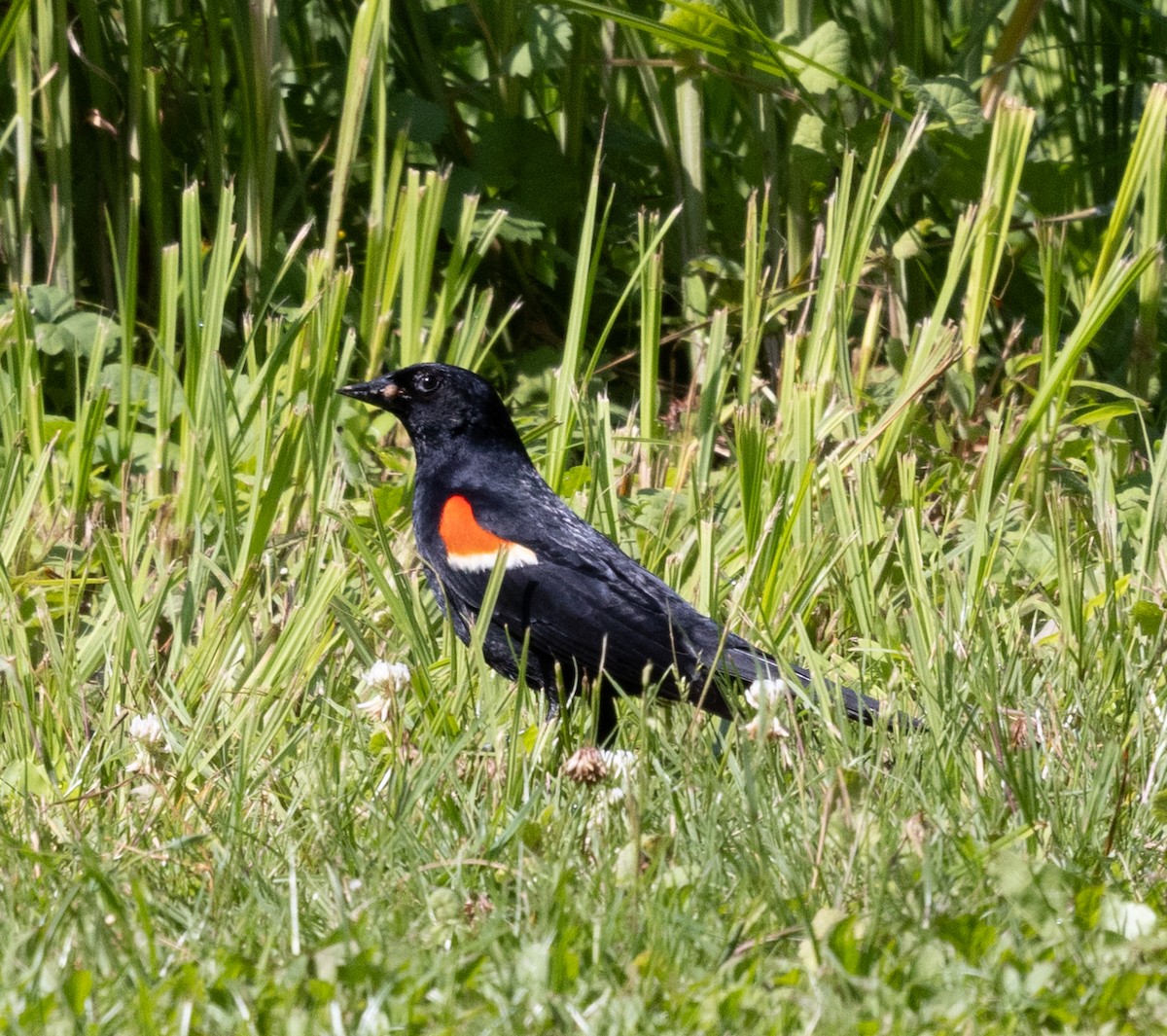 Red-winged Blackbird - ML619688969