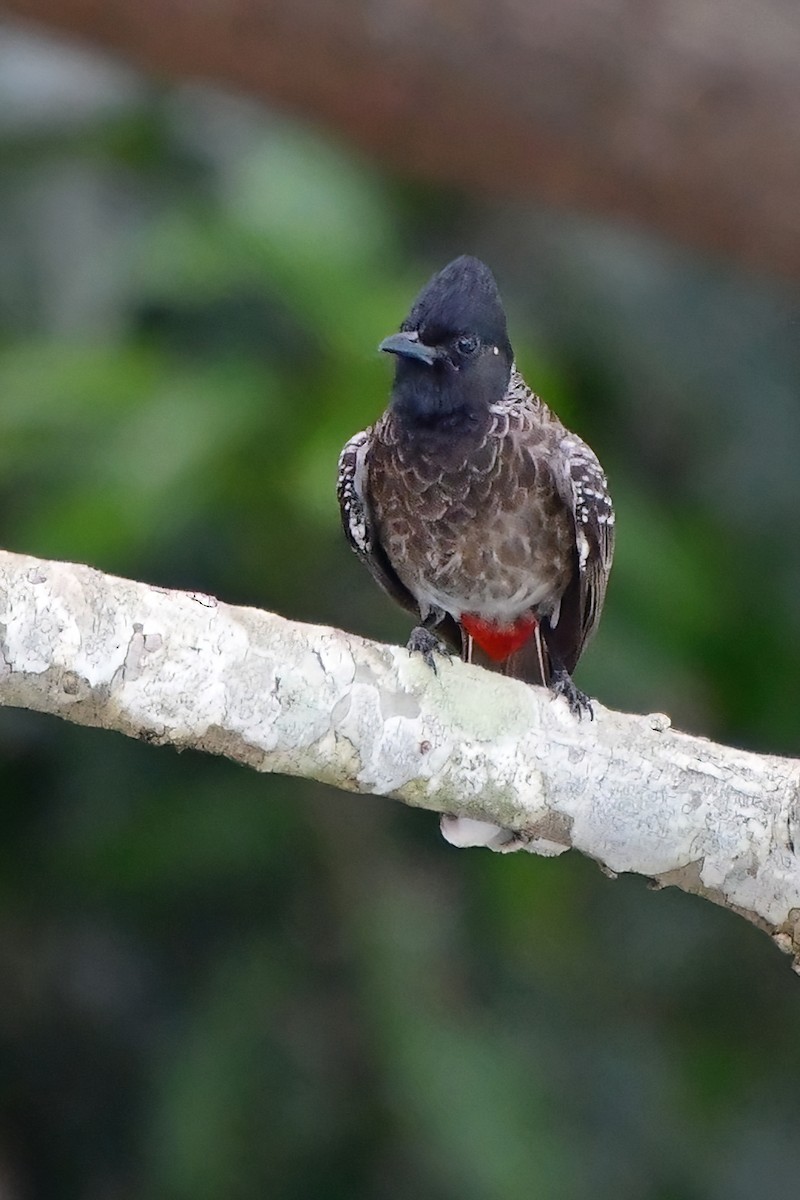 Red-vented Bulbul - ML619688971
