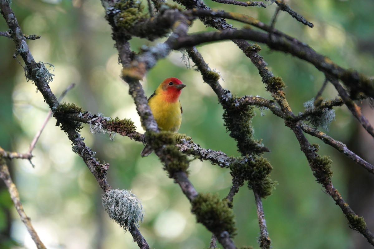 Western Tanager - ML619688985