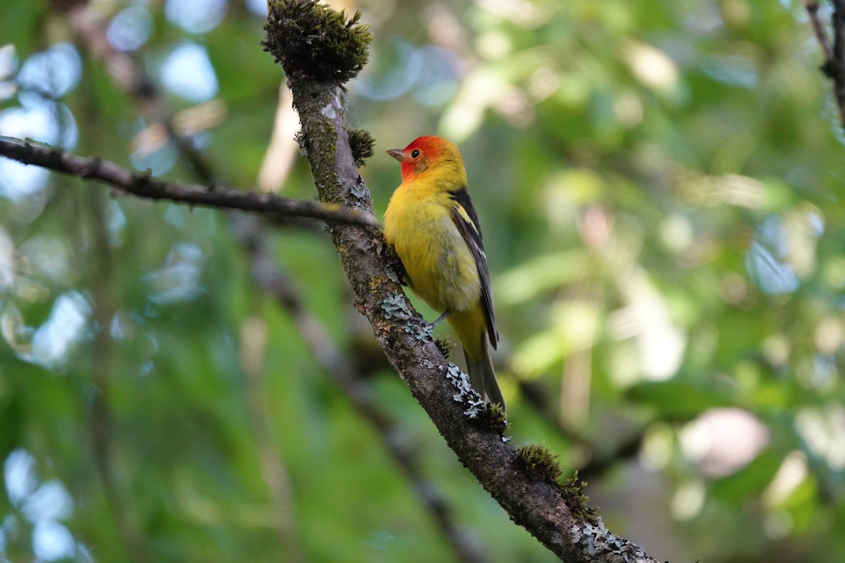 Western Tanager - ML619688987