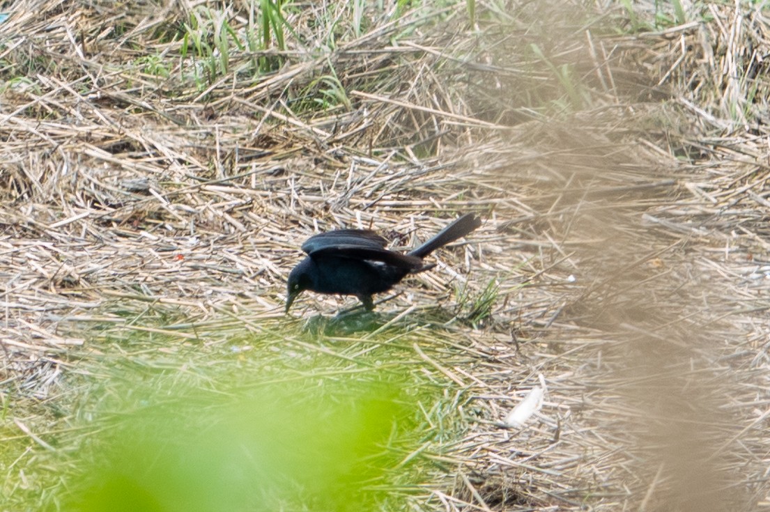 Boat-tailed Grackle - ML619688992