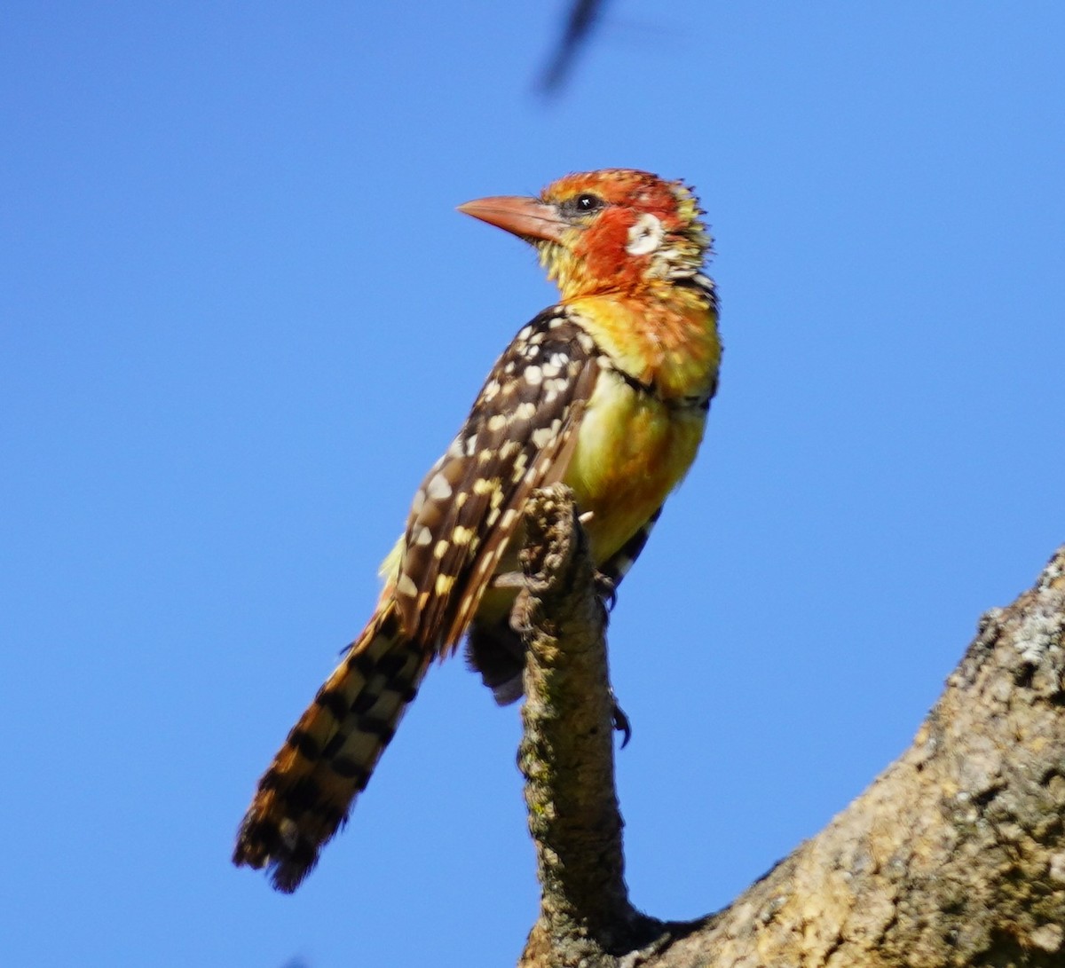 Red-and-yellow Barbet - ML619689009