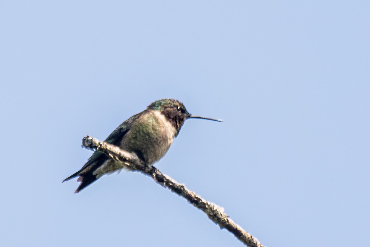Ruby-throated Hummingbird - ML619689036