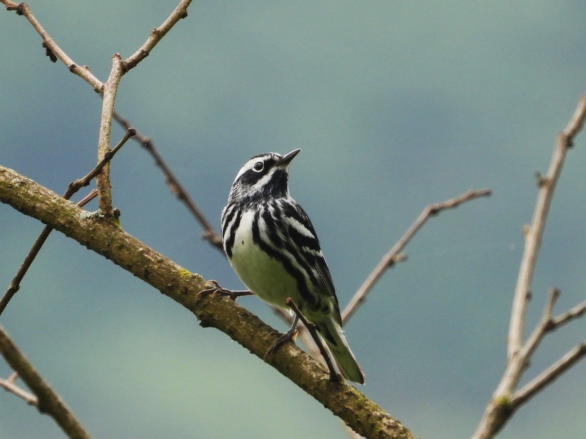 Black-and-white Warbler - ML619689041