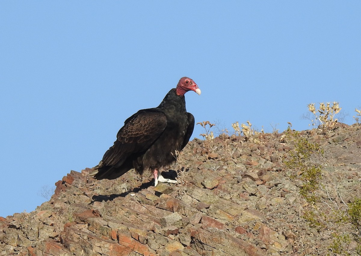 Turkey Vulture - ML619689057