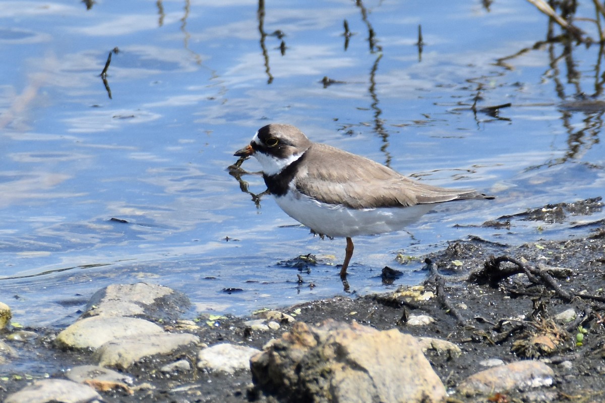 Semipalmated Plover - ML619689077