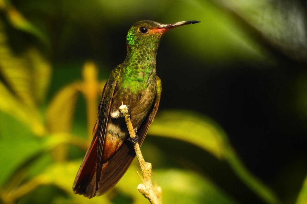 Rufous-tailed Hummingbird - ML619689147