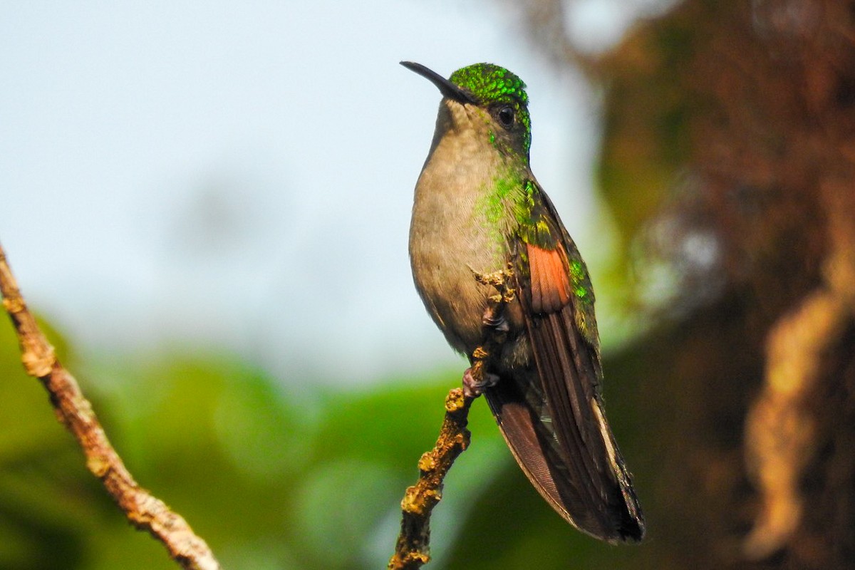 kolibřík páskoocasý - ML619689164