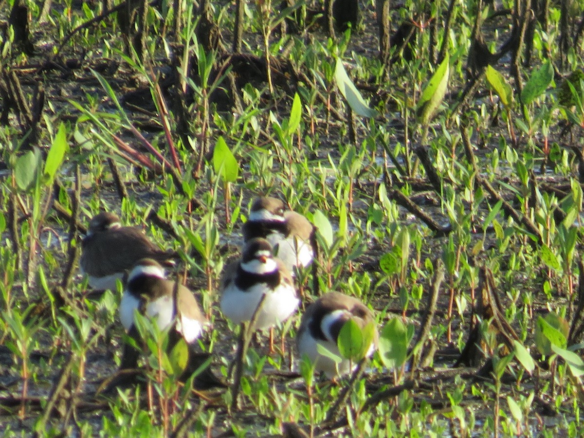 Semipalmated Plover - ML619689258