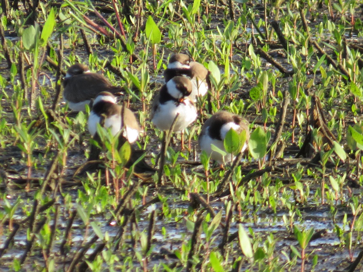 Semipalmated Plover - ML619689259