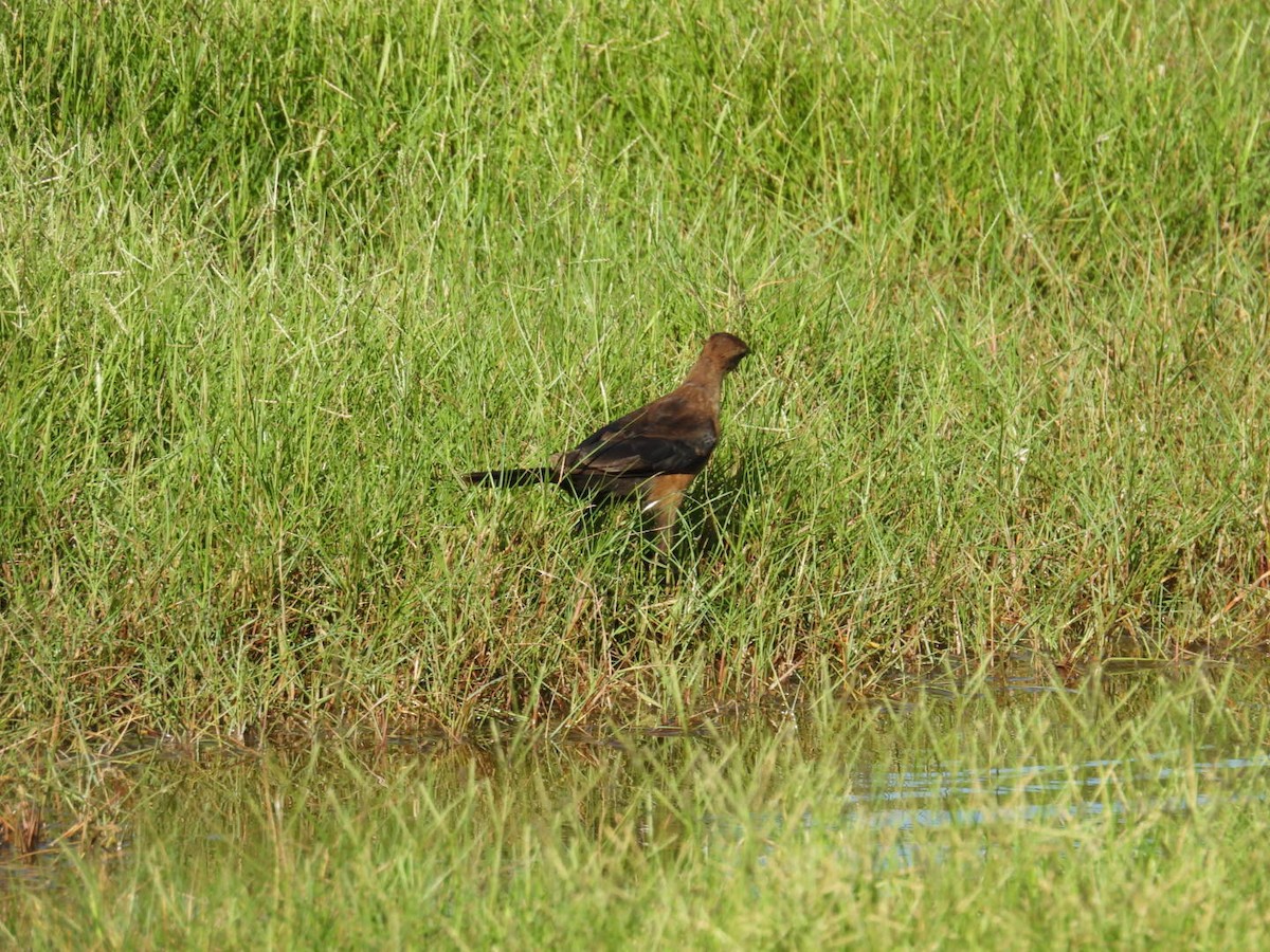 Boat-tailed Grackle - ML619689296