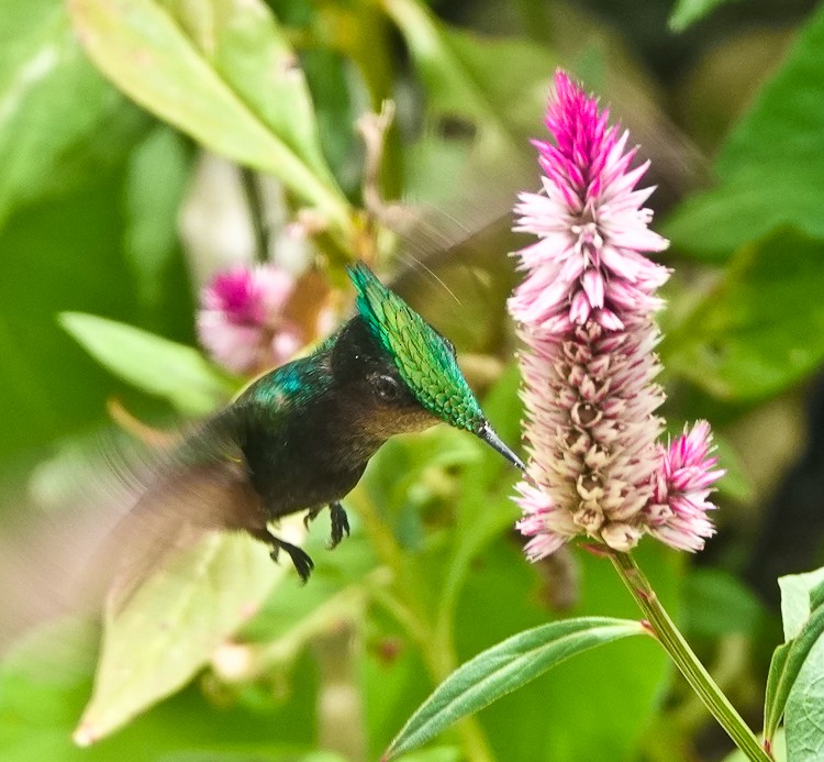 Antillean Crested Hummingbird - ML619689300