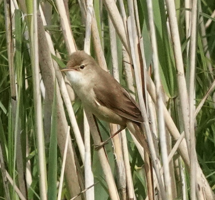 Common Reed Warbler - ML619689326