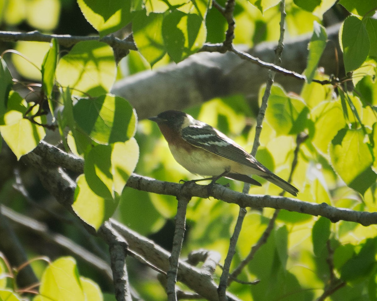 Bay-breasted Warbler - ML619689343