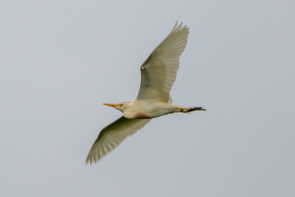 Египетская цапля (ibis) - ML619689357