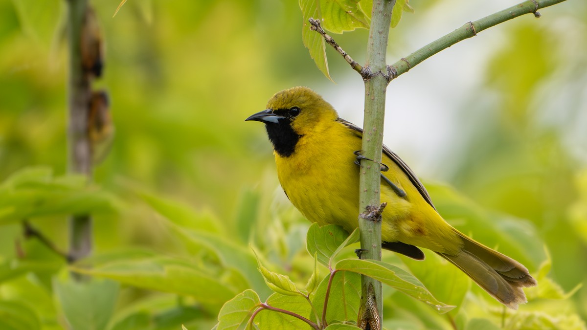 Orchard Oriole - ML619689379